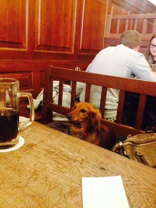 hofbrau