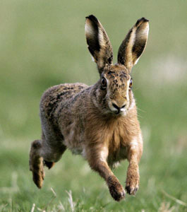 ein Hase hoppelt